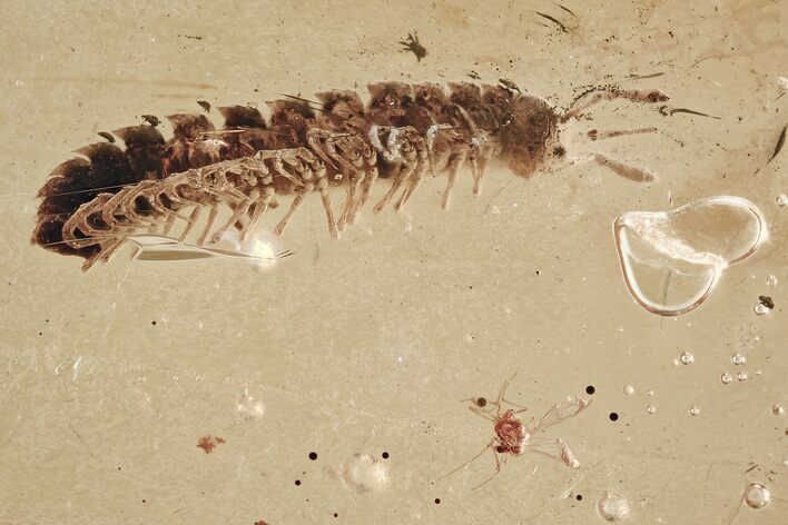 Detailed Fossil Millipede (Polydesmidae) in Baltic Amber #315530
